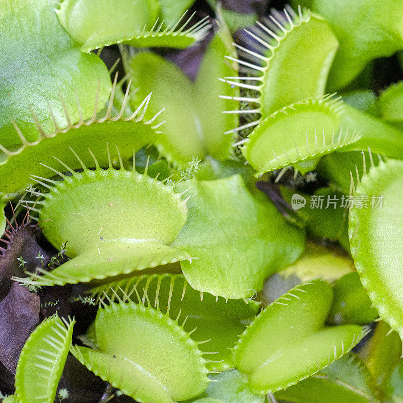 捕蝇草的叶夹，Dionaea muscipula